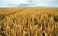 British wheat