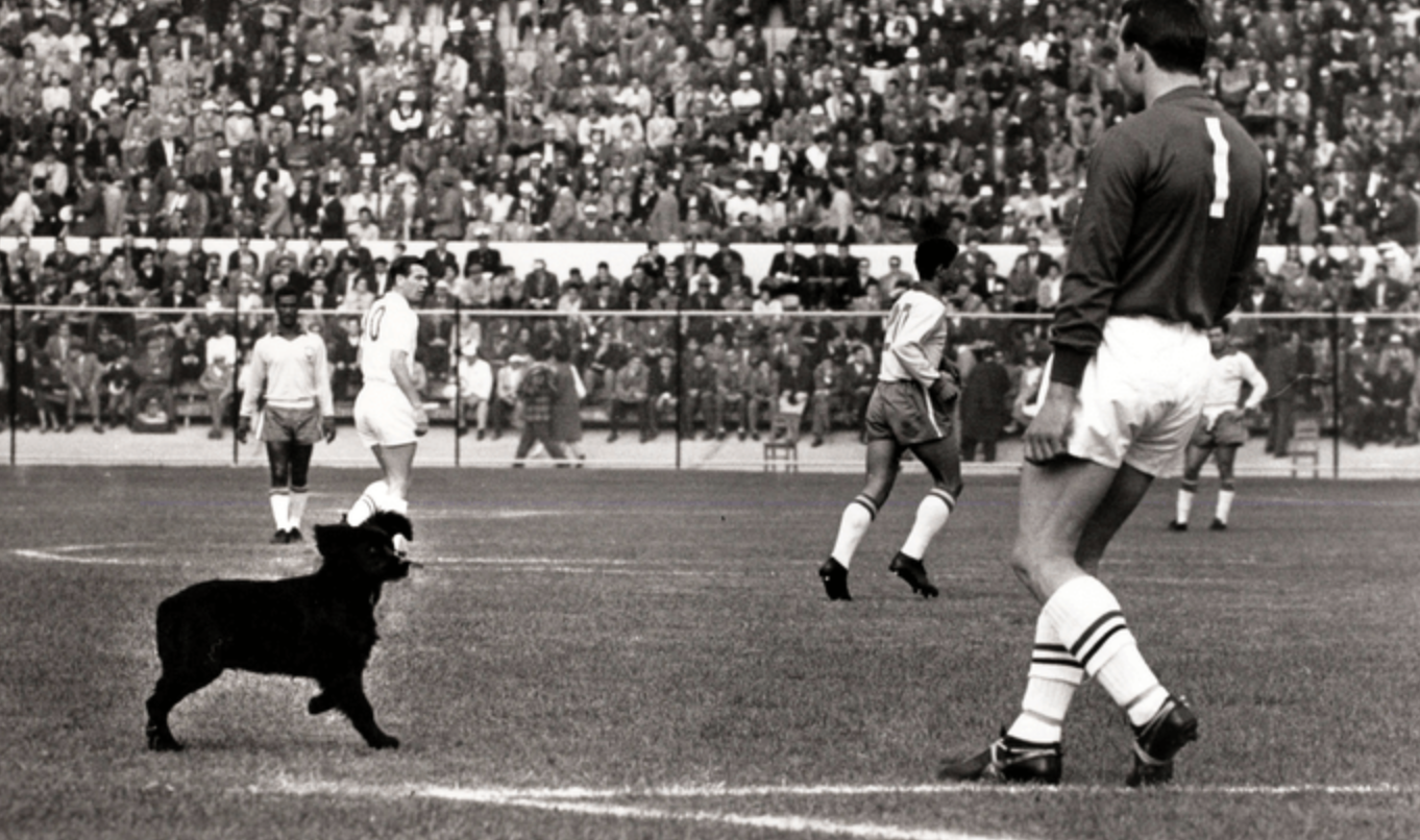 1962 dog on the pitch