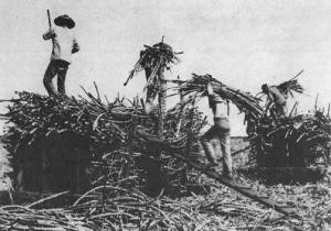 Hawaii sugar plantation
