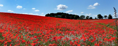 Poppies in field