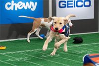 Kirby, MVP of Puppy Bowl XVIII