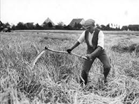 Wheat harvest with scythe