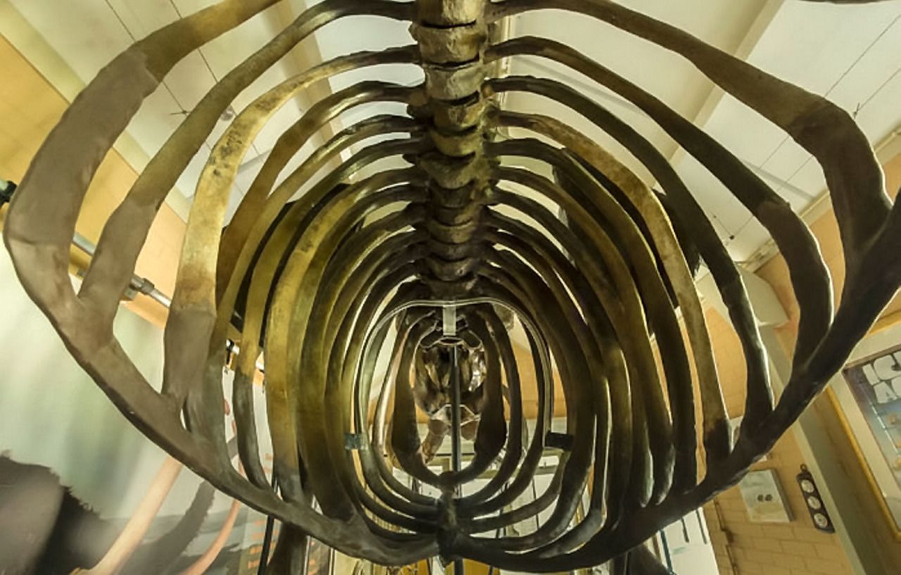 complete woolly mammoth skeleton on auction